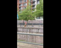 Brown dog sit guy pink shirt railings