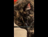 Cat sleep with eyes slightly open