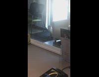 Brown white cat sits stares green wall 