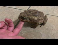Person rub chin of frog on floor