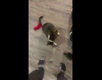 Man Groans as Cat Scratches Claws on Pants