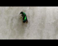 Collab DailyDoseOfInternet - Green bug paralyzed legs curled up floor