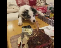 Puppy dog tries to grab tomahawk steak