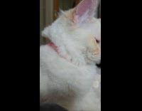 Girl feed treats to cat with blue eyes