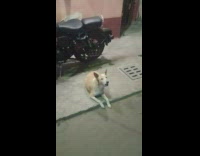 Brown dog laying by motorcycle howls 