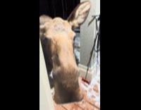 Woman greets and pets wild moose