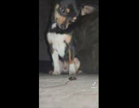 Bug crawls towards the dog gets crushed