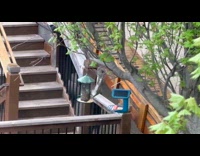 Squirrel hangs upside down from tree eating 