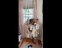 Brown white puppy sits homemade crochet swing