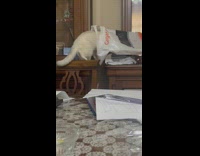 Pet cat enters the plastic bag slowly and fell down