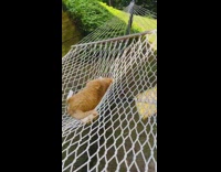 Orange cat laying down on a rocking hammock outdoors 
