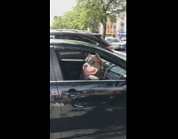 Dog in car with black sunglasses on