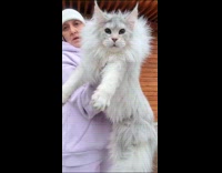 Woman pink jacket carries white large cat