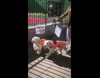 Two white dogs youre fired orange vests