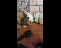 Two cats searching for other cat hiding