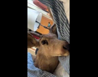 Man shows deer lay on bed joke