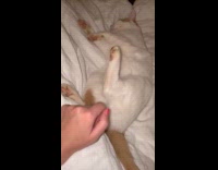 Cat gets annoyed tickles paws by owner
