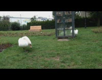 Two white swan birds grass glass bookcase 