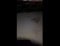 Woman sees gaze of racoon while hiking 