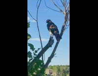 Hawk stands in the branch of tree at the park