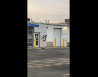 Hawk flies off and into wall of building 