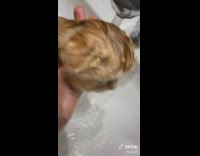 Tiny kitten gets a bath 