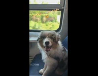 Australian shepherd puppy dog first train ride 