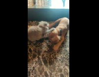 Brown puppy and grey kitten play fight 