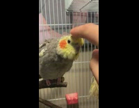 Person give cockatiel bird some head pats cage