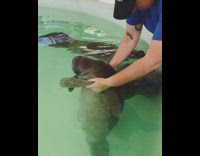 Collab BitchMP - Seaworld baby manatee