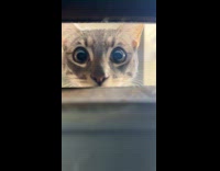 Collab Clips MPUGC - Woman sees cat peeking through mail slot