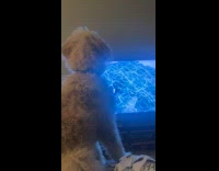 Dog barking while watching tv