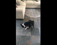 MUSIC two black dogs play fighting in the living room 