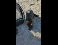 Two black cats dig beach sand to poop