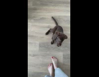 Puppy plays dead 