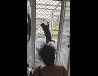Pet cat climbs the screened window and meows