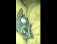 Hairless kitten hugs its legs 