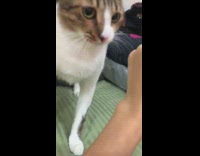 Cat on bed bites girls arm 