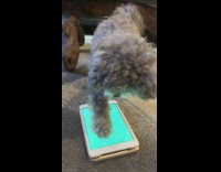 small grey dog plays game on phone 