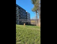 Dog playing fetch with parents