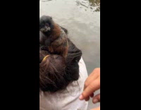 Woman with pygymy marmoset monkey on head
