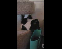 Pet cat on cat tree condo eats thread