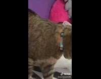 TikTok cat meows everytime girl owner sneezes