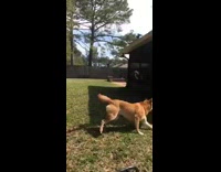 Hyper dog in backyard running around playing with toys and chasing tail