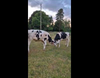Two cows fight push each other head