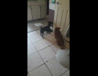 Small black dog green collar opens door 