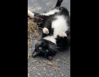 Cat lie down and roll on hay