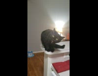 Black cat scream when asked to countertop