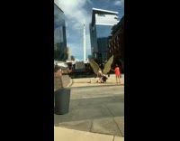 White dog gold angel wings art installation 