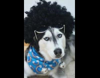 Husky dog wears wig bow and sunglasses 